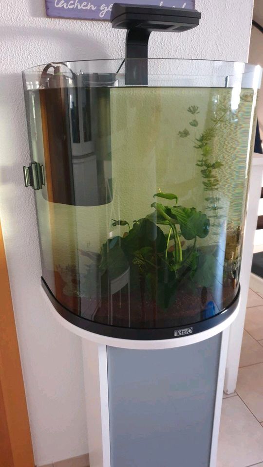 Tetra Explorer Line 60 L Aquarium Komplett-Set - Design Aquarium in  Nordrhein-Westfalen - Iserlohn | eBay Kleinanzeigen ist jetzt Kleinanzeigen