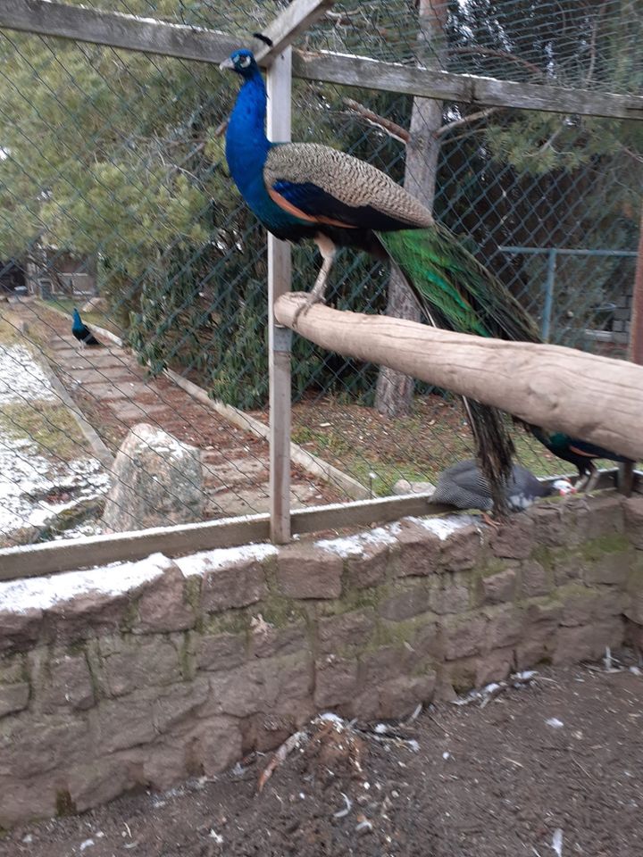 Pfau Pfauen in Halberstadt