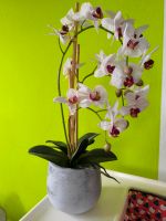 Künstliche Orchidee Baden-Württemberg - Malsch Vorschau