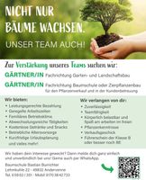 Gärtner, Galabau, Baumschule, Zierpflanzenbau Niedersachsen - Andervenne Vorschau