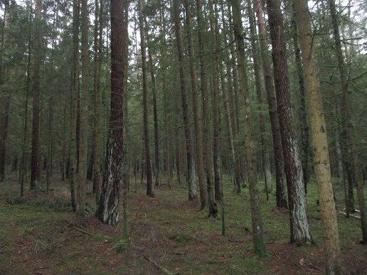 Gepflegtes Waldgrundstück in der Gemeinde Tiefenbach in Tiefenbach Oberpf