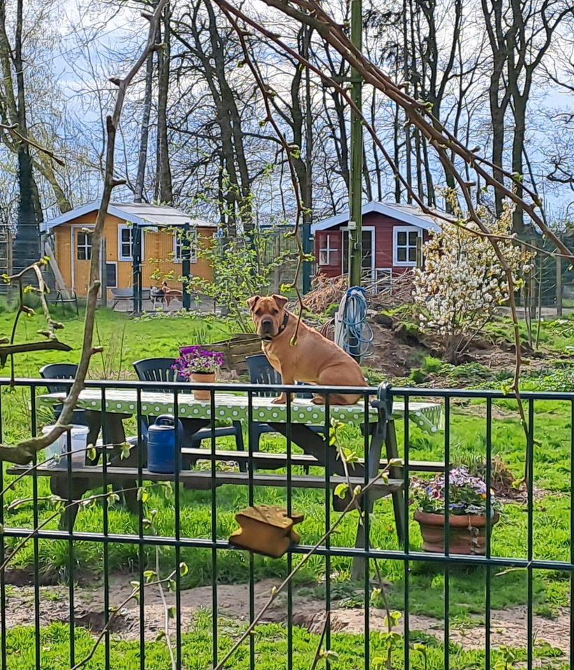 JHONNY Shar Pei Rüde Tierschutz Hund in Buchholz (Aller)