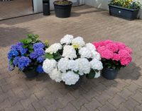 Hortensien XXL 'Hydrangea Macrophylla' für 29,99€ - Direkt vom Gärtner! Niedersachsen - Bad Zwischenahn Vorschau