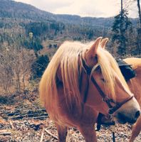 Hübscher Haflinger sucht ein schönes Zuhause Baden-Württemberg - Hechingen Vorschau