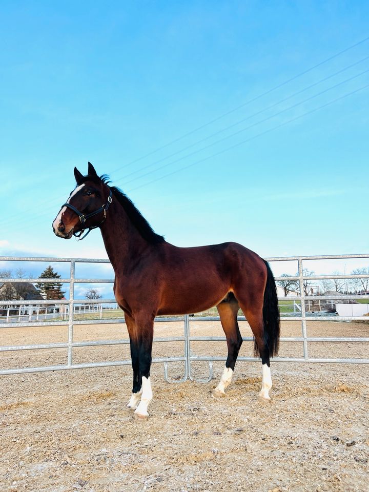 Wallach 3 Jahre Springpferd Dressurpferd in Ingoldingen