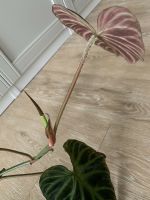 Philodendron Verrucosum Kopfsteckling Duisburg - Duisburg-Süd Vorschau