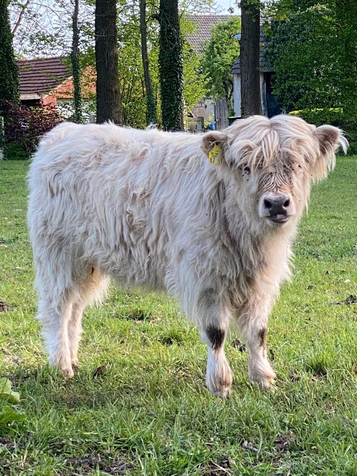 Hochlandrinder weibliche Absetzer in Delbrück