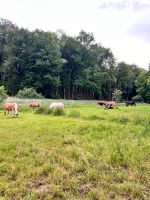 Reitbeteiligung/ Reitunterricht Bayern - Fürstenfeldbruck Vorschau