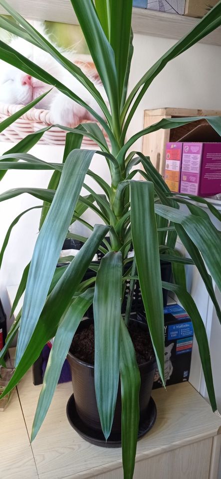 Yucca-Palme 130 cm in Burgkirchen