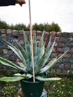 Große Agave in Töpfen Nordwestmecklenburg - Landkreis - Grevesmuehlen Vorschau