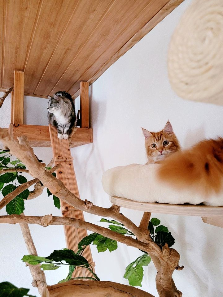 Katzenpension | Katzenbetreuung | Katzensitting | Katzenhotel in Reinhardshagen