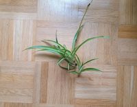 3 Stück Chlorophytum Grünlilie Spider Plant Pflanze Luftreiniger München - Trudering-Riem Vorschau