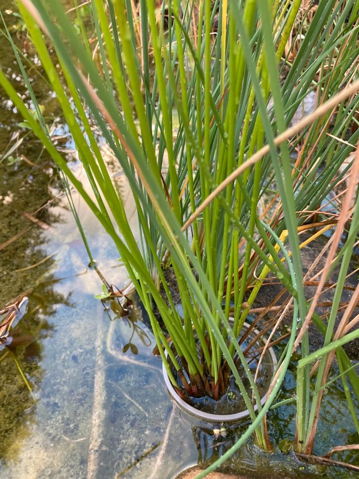 Teichpflanzen in Oberriexingen