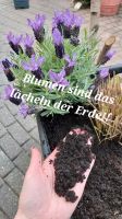 Blumenerde Niedersachsen - Sögel Vorschau