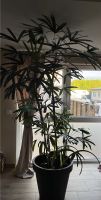 Rhapis excelsior Steckenpalme Grünpflanze Zimmerpflanze Saarland - Ensdorf Vorschau