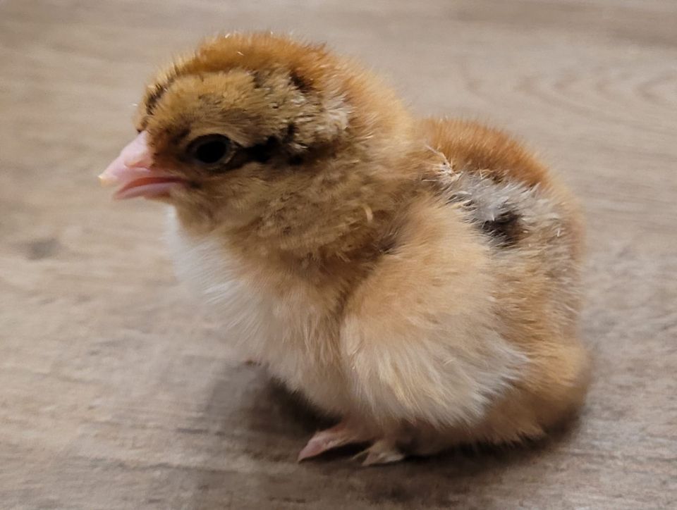 Eier von großen Brahma rebhuhn / blau rebhuhn gebändert abzugeben in Geldersheim