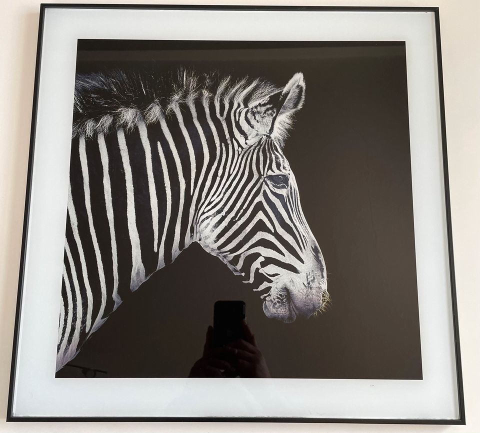 Bilder Schwarz Weiß Giraffe Zebra in Kemnath