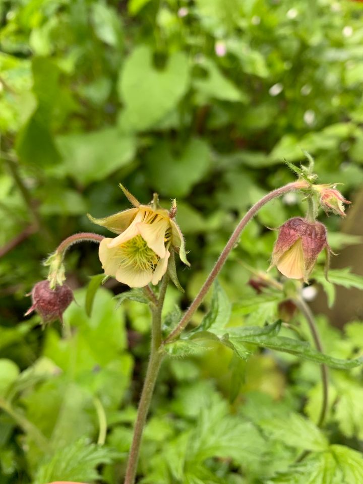 Pflanzen für naturnahen Garten / Naturgarten in Berlin