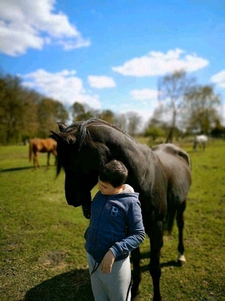 Reitbeteiligung und Pflegebeteiligung (Pferd sucht Reiter) in Winsen (Luhe)