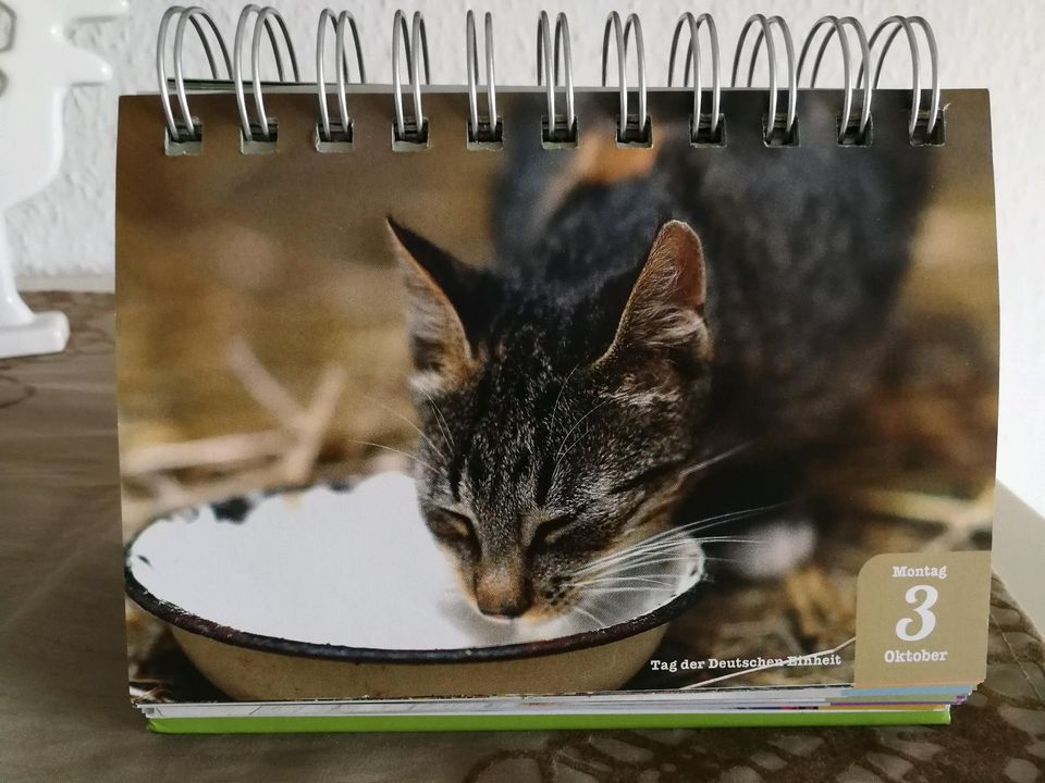 Tageskalender Tischkalender Katzen 2022 Neu in Stadtroda