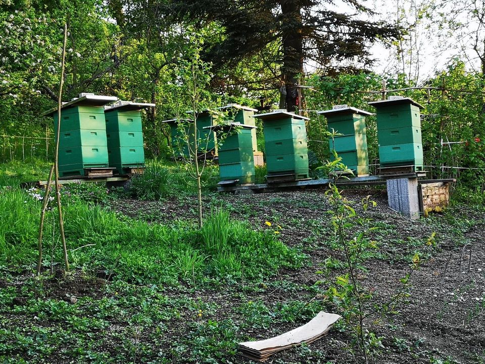 Bienenvolk/er Carnica DNM (sofort abzugeben)je 130€ VB in Neuwied