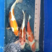 Koi Doitsu Orenji Hariwake, Kohaku, Kujaku, 40-45 cm Nordrhein-Westfalen - Wachtendonk Vorschau