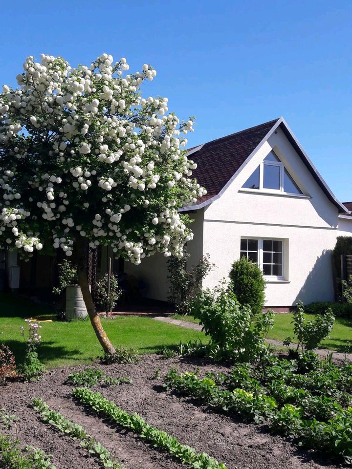 Gartenhaus in der Obstbausiedlung Greifswald, Kaltmiete: in Greifswald