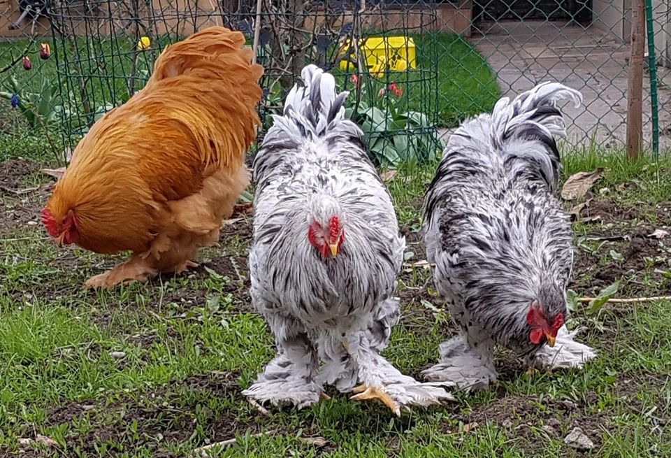 Wir verkaufen Enten Flugenten Warzenenten Reinrassig Hünchen Hahn in Mannheim