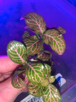 Fittonia „Ruby Lime“ - Zimmerpflanze, Terrarienpflanze Köln - Bayenthal Vorschau