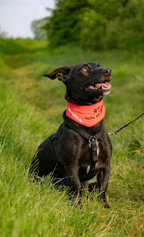 Danny - freundlicher Terrier-Mix sucht passendes Zuhause❤️ in Grevenbroich