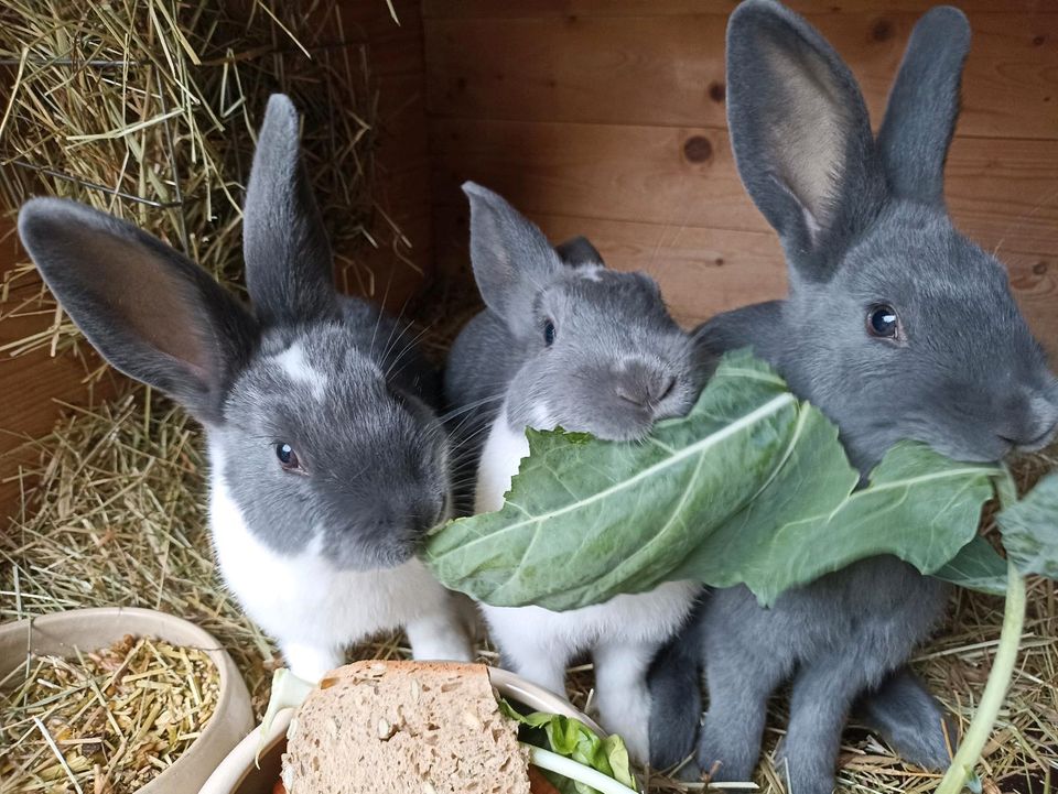 Stallhasen, Kaninchen der Rasse Mecklenburger Schecke blau weiß in Tharandt