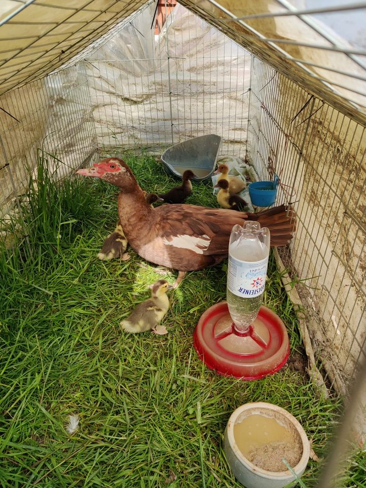 Küken mit Warzenente Flugenten Bruteier Baby Enten in Erkelenz