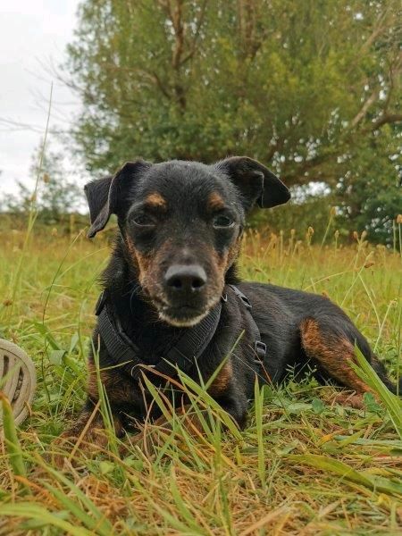 CURRITO Dackel Pinscher Mischling Rüde Tierschutz Hund in Sassenberg