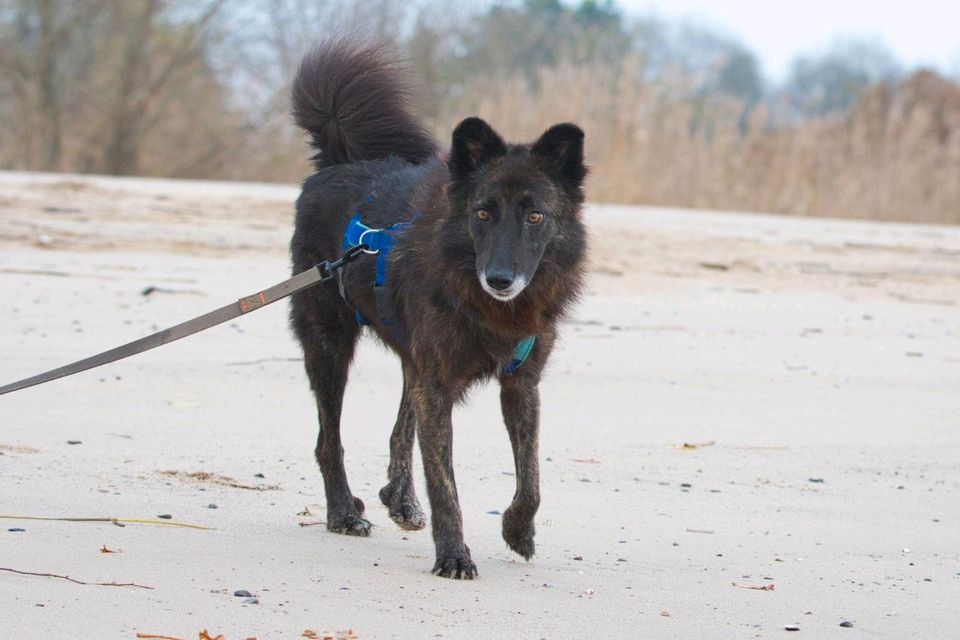 Anfängerhund Mitchi sucht sein Zuhause in Hagen im Bremischen