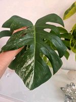 Monstera deliciosa variegata albo Berlin - Neukölln Vorschau