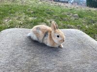 1 süßes Zwergkaninchen Kaninchen Nordrhein-Westfalen - Paderborn Vorschau