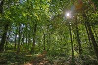 Wald zum bewirtschaften Baden-Württemberg - Balingen Vorschau