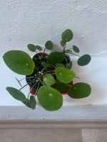 Pilea peperomioides / Ufopflanze / Chinesischer Geldbaum Bayern - Aschaffenburg Vorschau