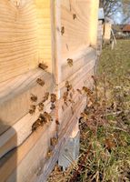 Verkaufe Bienenvölker auf ZaDant, Bienen, Bienenvolk Baden-Württemberg - Ellwangen (Jagst) Vorschau