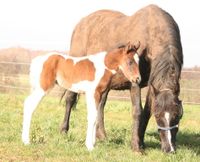 Mustang Hengst bay tobiano Dreifarbig Westerwaldkreis - Maxsain Vorschau