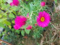 ❤ Aster ❤ in pink / rosa für den Herbstgarten Sachsen - Pulsnitz Vorschau