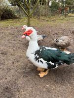 Flugenten - Warzenenten - Stummenten (keine) Bruteier Niedersachsen - Seelze Vorschau