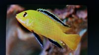 Labidochromis Yellow  " DNZ 4-5cm"  Stk. 5,-€ Saarland - Völklingen Vorschau