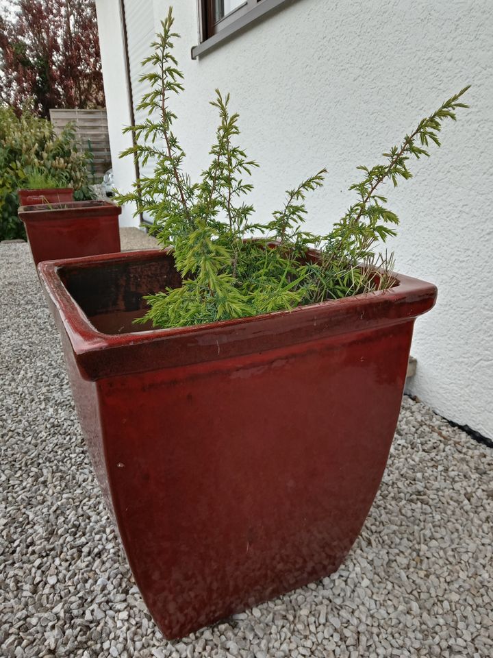 Pflanzenkübel Pflanzentrog Blumentöpfe Garten in Ostrach