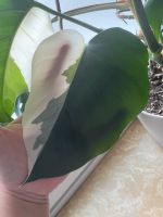 Monstera Variegata Halfmoon Ableger mit Luftwurzel Hamburg Barmbek - Hamburg Barmbek-Süd  Vorschau