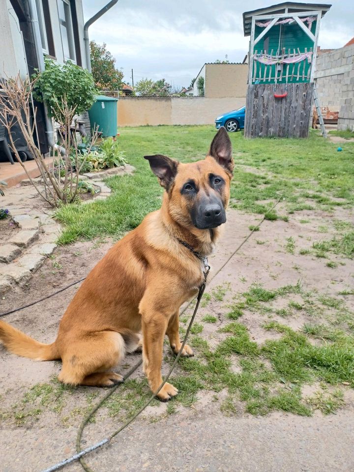 Malinois Carlo sucht neues Zuhause in Cottbus