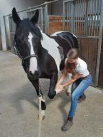 Pferde Physiotherapie ♥ Osteopathie ♥ Magnetfeld- & Aromatherapie Bayern - Bad Königshofen Vorschau