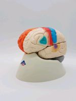 3B menschliches Gehirn Modell funktional 3D Anatomie Bayern - Pfronten Vorschau