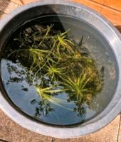 Wasser Aloe Krebsschere Teich Filter Pflanze Algen Nordrhein-Westfalen - Mönchengladbach Vorschau
