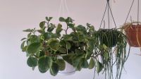Hängende Zimmerpflanze / hanging pot plant Berlin - Neukölln Vorschau